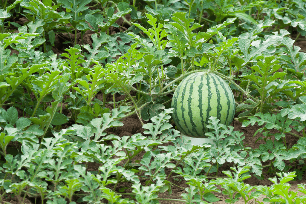 Watermelon Plant Look Like