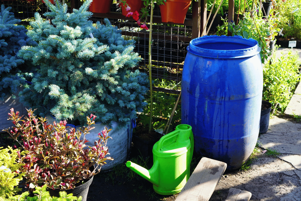 best fertilizer for blue spruce trees
