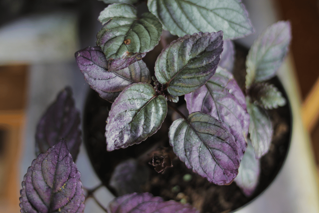 purple waffle plant care indoors