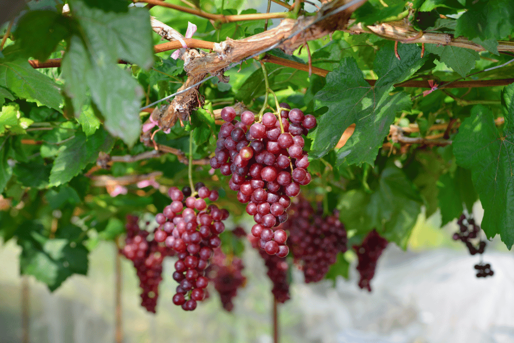 Grape Companion Plants