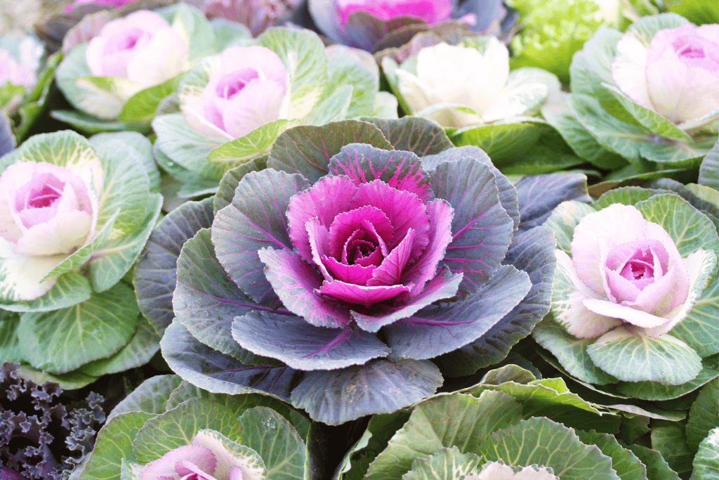 Ornamental Kale and Cabbage
