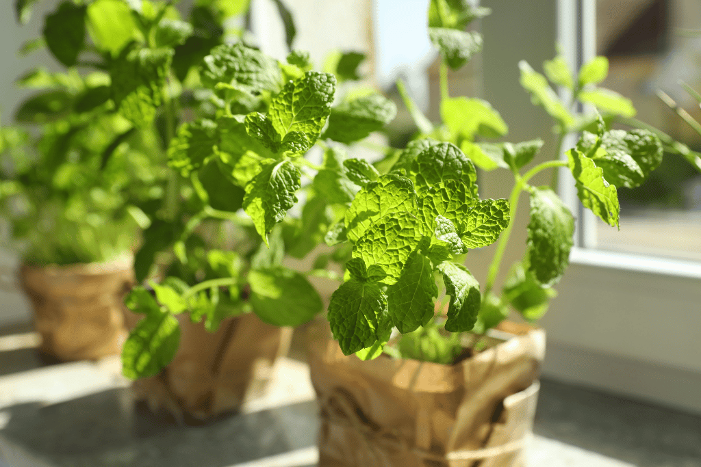 Potted Mint